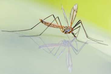 malattie-portate-dalle-zanzare