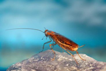 differenza tra blatte e scarafaggi